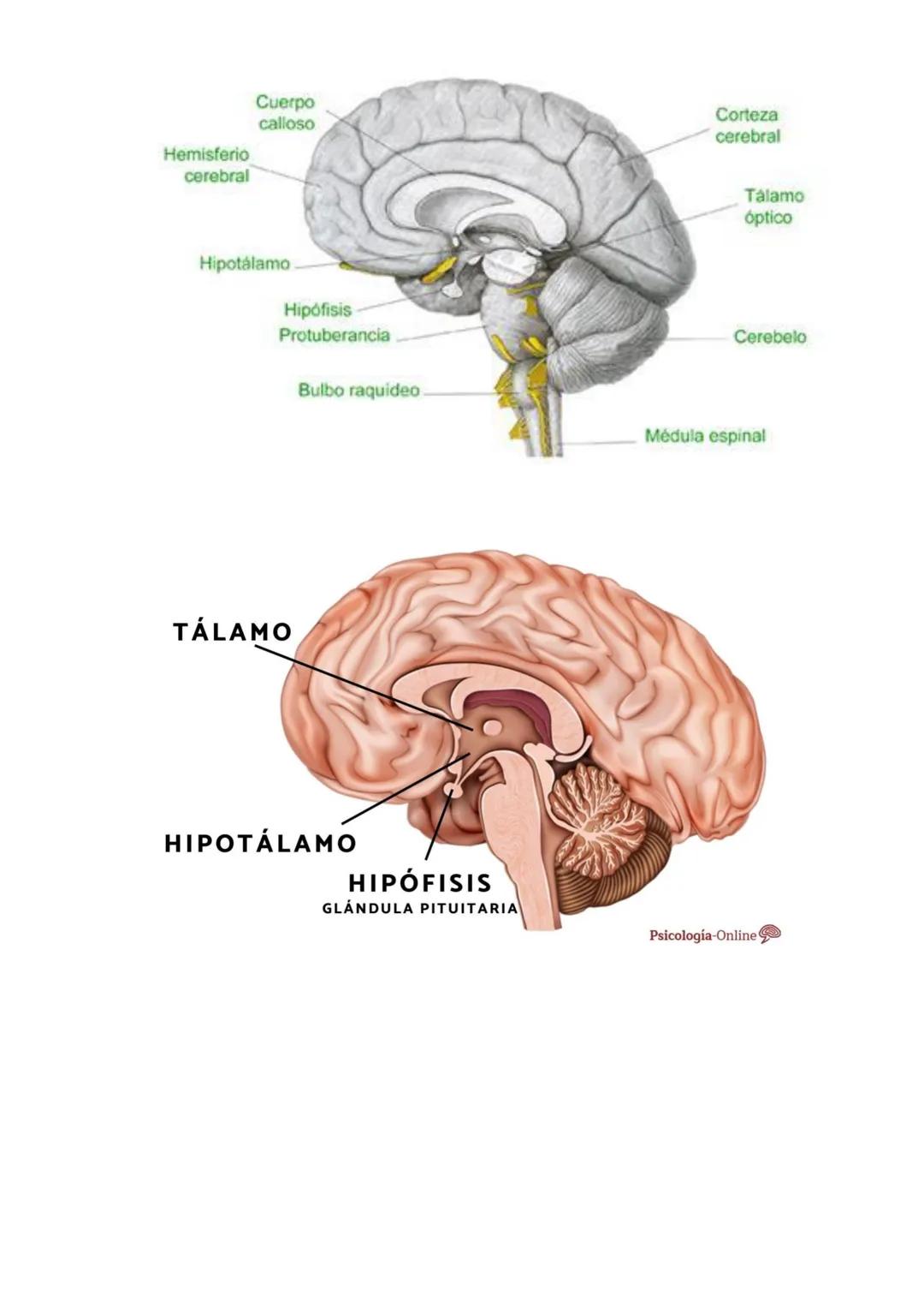 # Encéfalo (cerebro, cerebelo, bulbo raquídeo)
Cisura de Rolando
Circunvoluciones
Lóbulo parietal
Lóbulo frontal
Lóbulo
occipital
Cisu