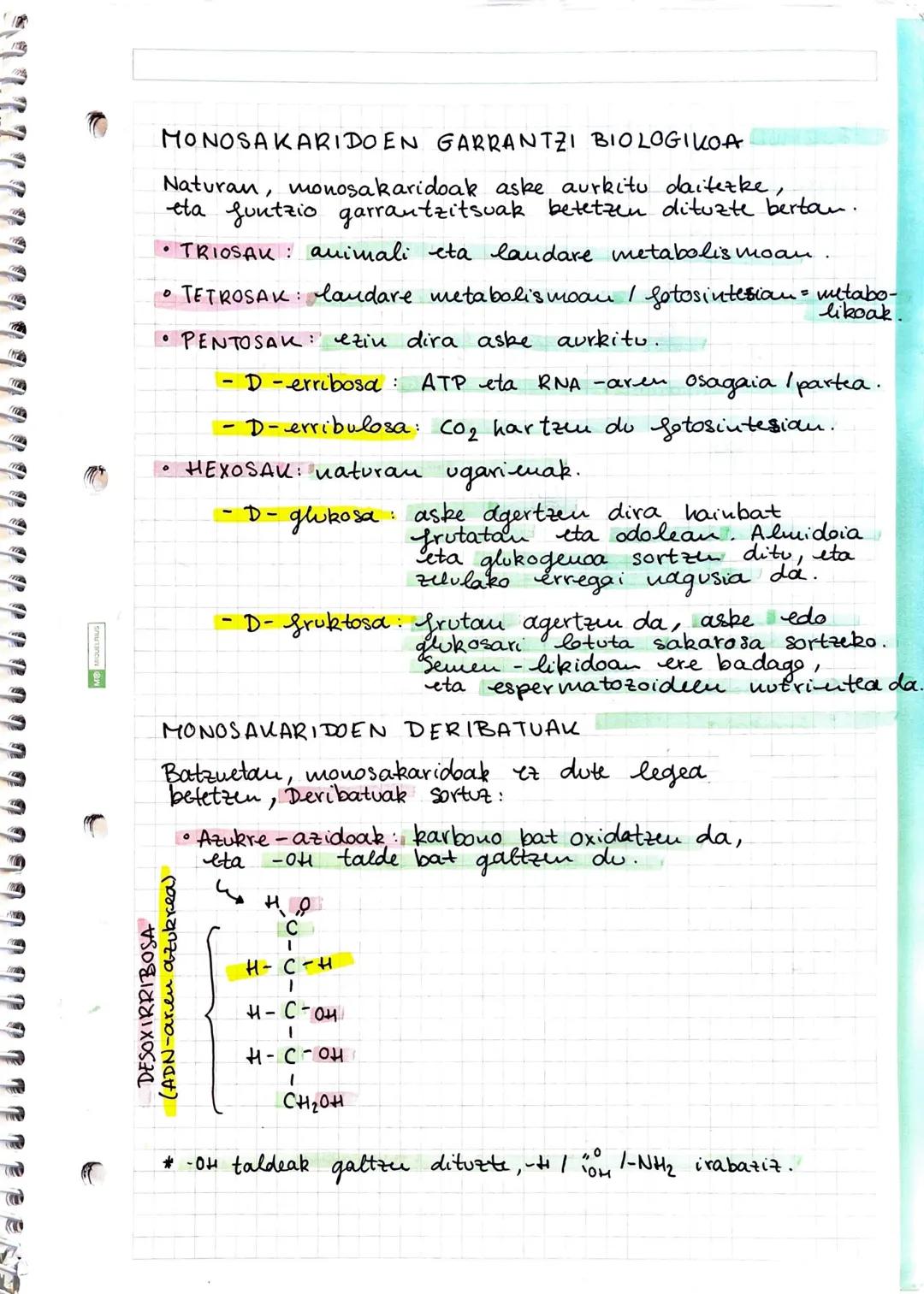 # GUZIDOAK
## ① GLUZIDOEN EZAUGARRIAK
GLUZIDOAK
- Monosakaridoak - ez dira gluzido bakunagotan deskouposatzen
- Adosak: aldehido bat eta
