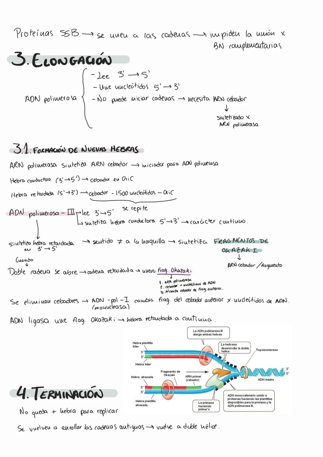 # Genética molecular
1. AON como portador de fa info genética
MOLÉCULA PORTADORA
Il a través de
EXPERIMENTOS AON
- Químicamente estable