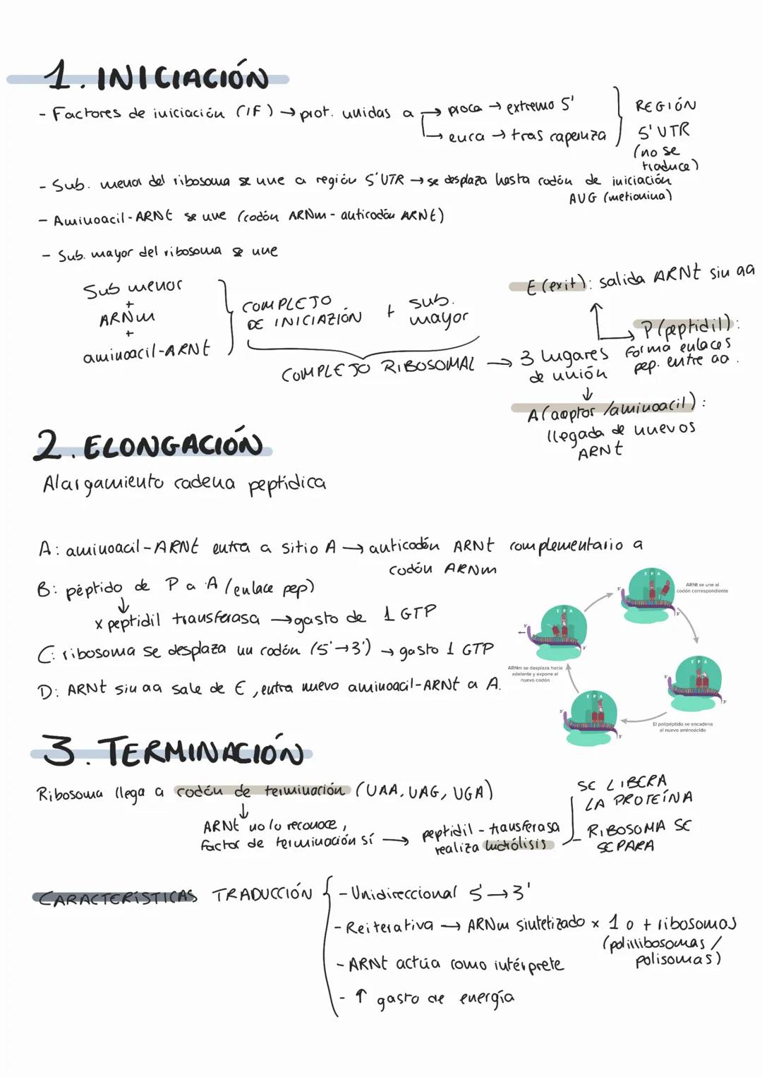 # Genética molecular
1. AON como portador de fa info genética
MOLÉCULA PORTADORA
Il a través de
EXPERIMENTOS AON
- Químicamente estable