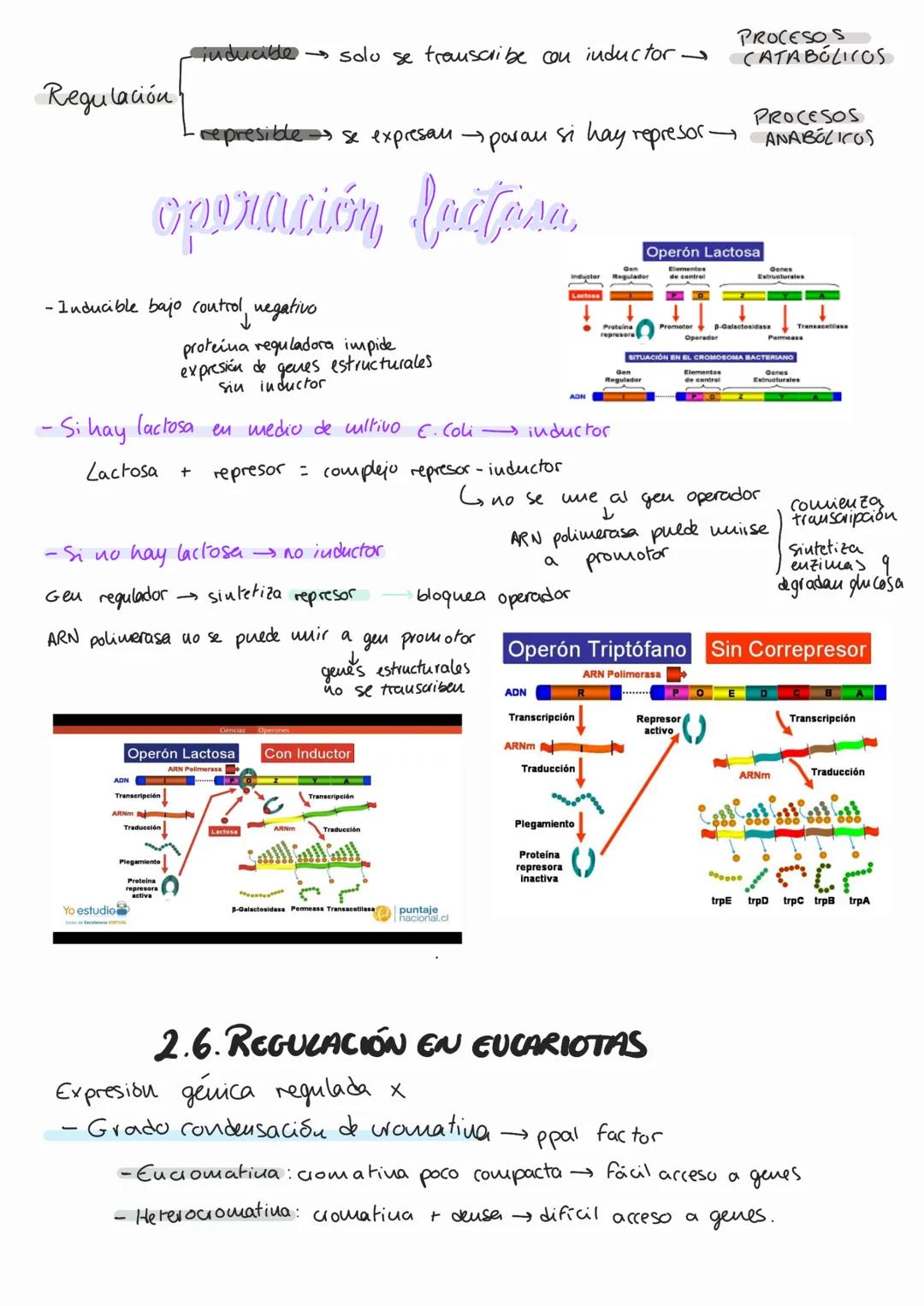 # Genética molecular
1. AON como portador de fa info genética
MOLÉCULA PORTADORA
Il a través de
EXPERIMENTOS AON
- Químicamente estable