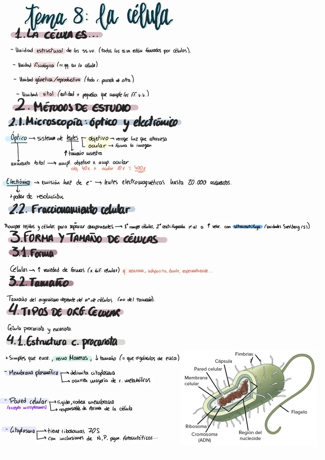 # Tema 8: la célula
1. LA CÉLULA ES....
- Unidad estructural de los ss.vv. (todos los ss.w. están fawados por células).
- Unidad fisiológ
