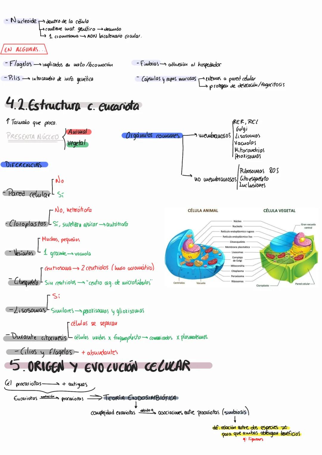 # Tema 8: la célula
1. LA CÉLULA ES....
- Unidad estructural de los ss.vv. (todos los ss.w. están fawados por células).
- Unidad fisiológ