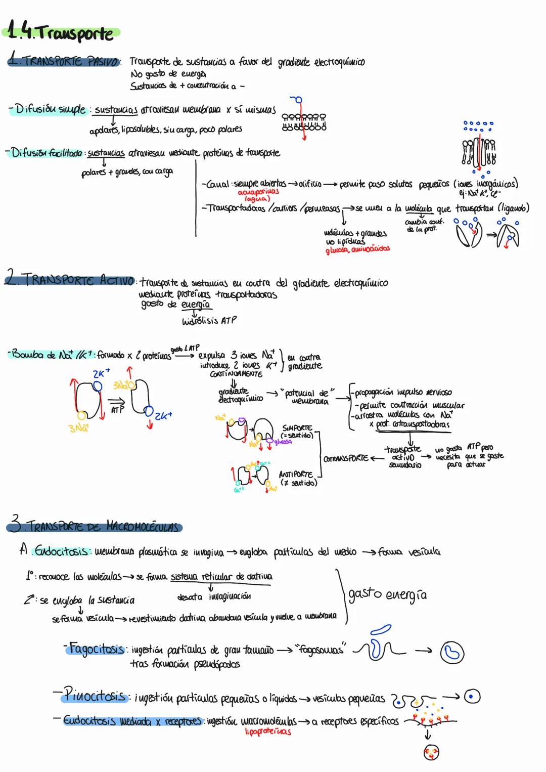 # tema 9: la célula eucariota
1. MEMBRANA PLASMÁTICA
Cuvuelve célula y separa su interior del eutano.
1.1. Estructura y composición quími