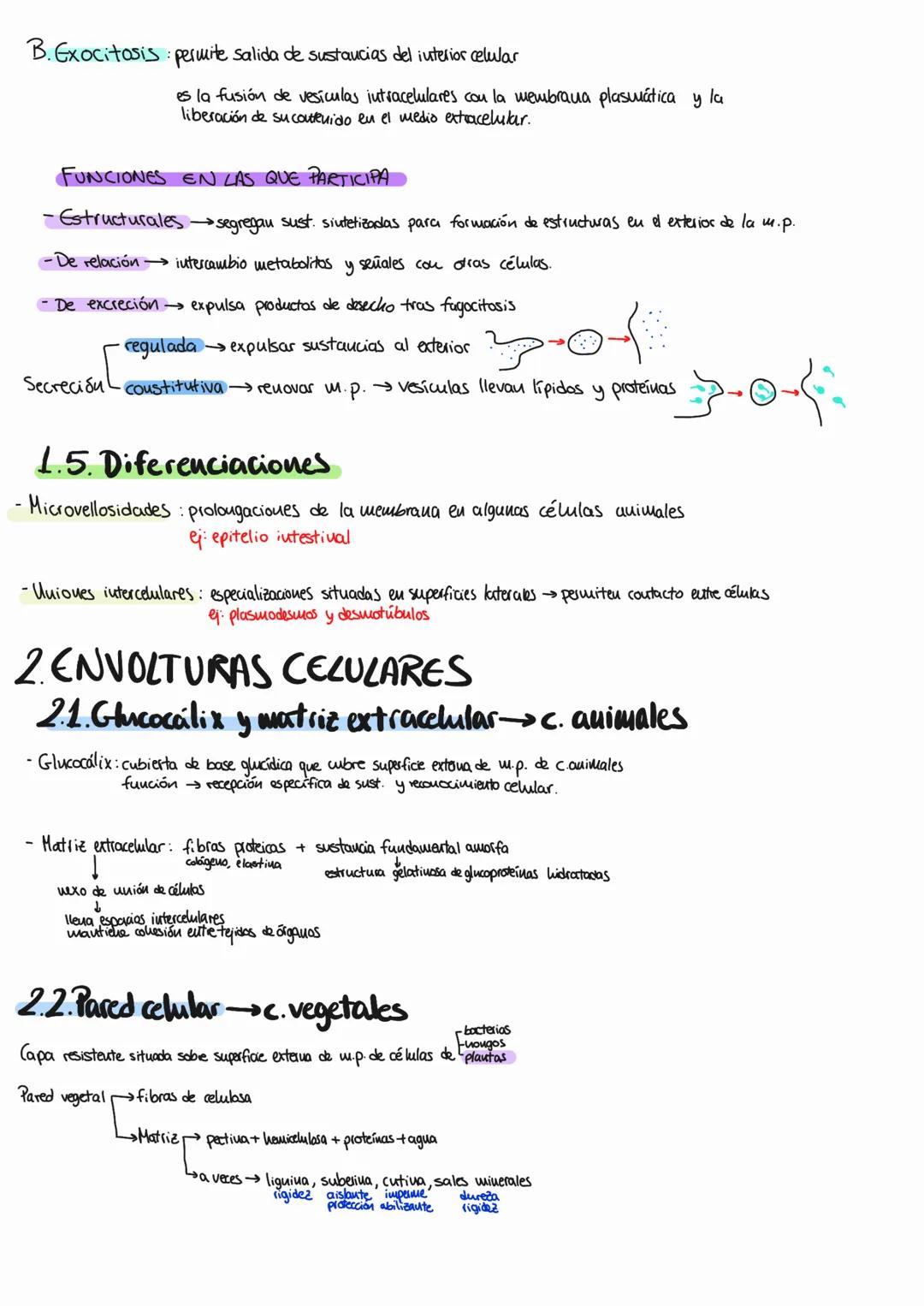 # tema 9: la célula eucariota
1. MEMBRANA PLASMÁTICA
Cuvuelve célula y separa su interior del eutano.
1.1. Estructura y composición quími