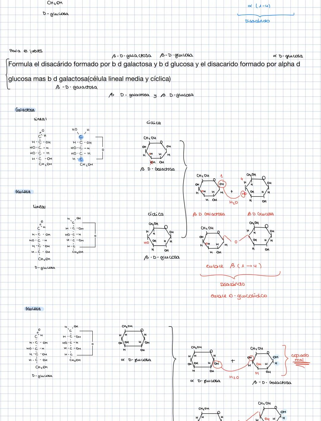glucosa
aldo hexosas
aldosas
galactosa
Lineares
HEXOSAS
cerohexosa
cetosas fructosa
nbosa
aldosa
PENTOSA
desoxiribosa
aldopeurosa
cerosas ri