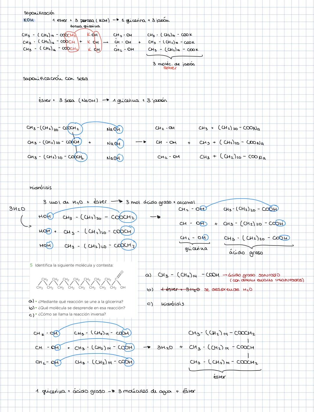 glucosa
aldo hexosas
aldosas
galactosa
Lineares
HEXOSAS
cerohexosa
cetosas fructosa
nbosa
aldosa
PENTOSA
desoxiribosa
aldopeurosa
cerosas ri