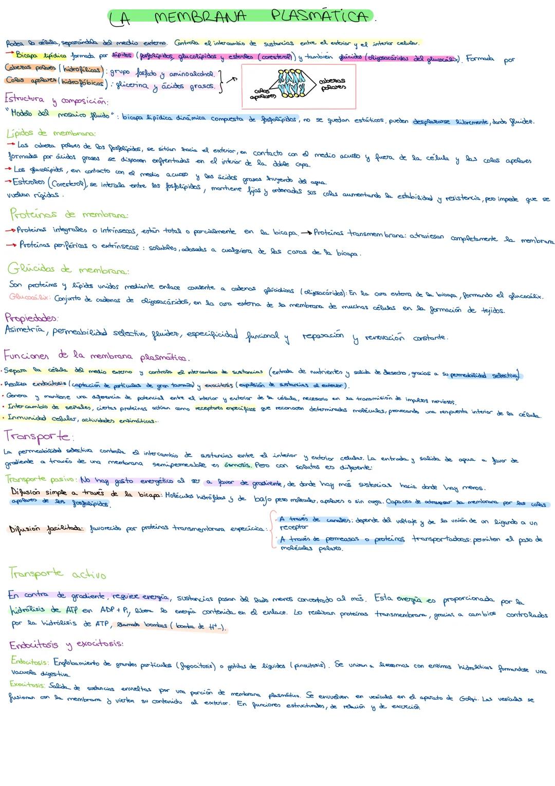 --- OCR Start ---
Célula procariota: bacteriana.
De menor tamaño (2-5 μm)
CELULA PROCARIOTA Y EUCARIOTA:
Formas: Cocos (esféricos); Bacilos