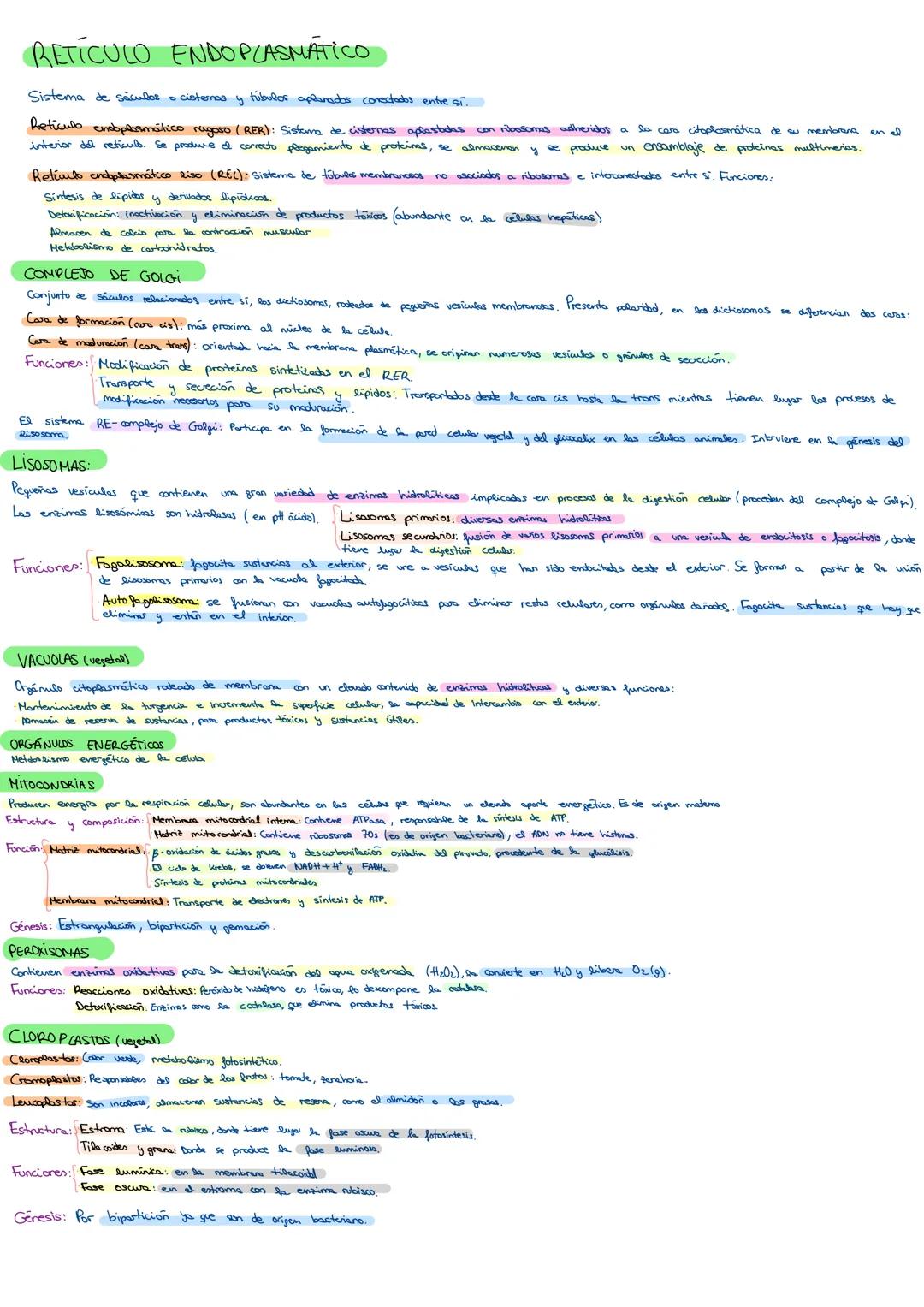 --- OCR Start ---
Célula procariota: bacteriana.
De menor tamaño (2-5 μm)
CELULA PROCARIOTA Y EUCARIOTA:
Formas: Cocos (esféricos); Bacilos