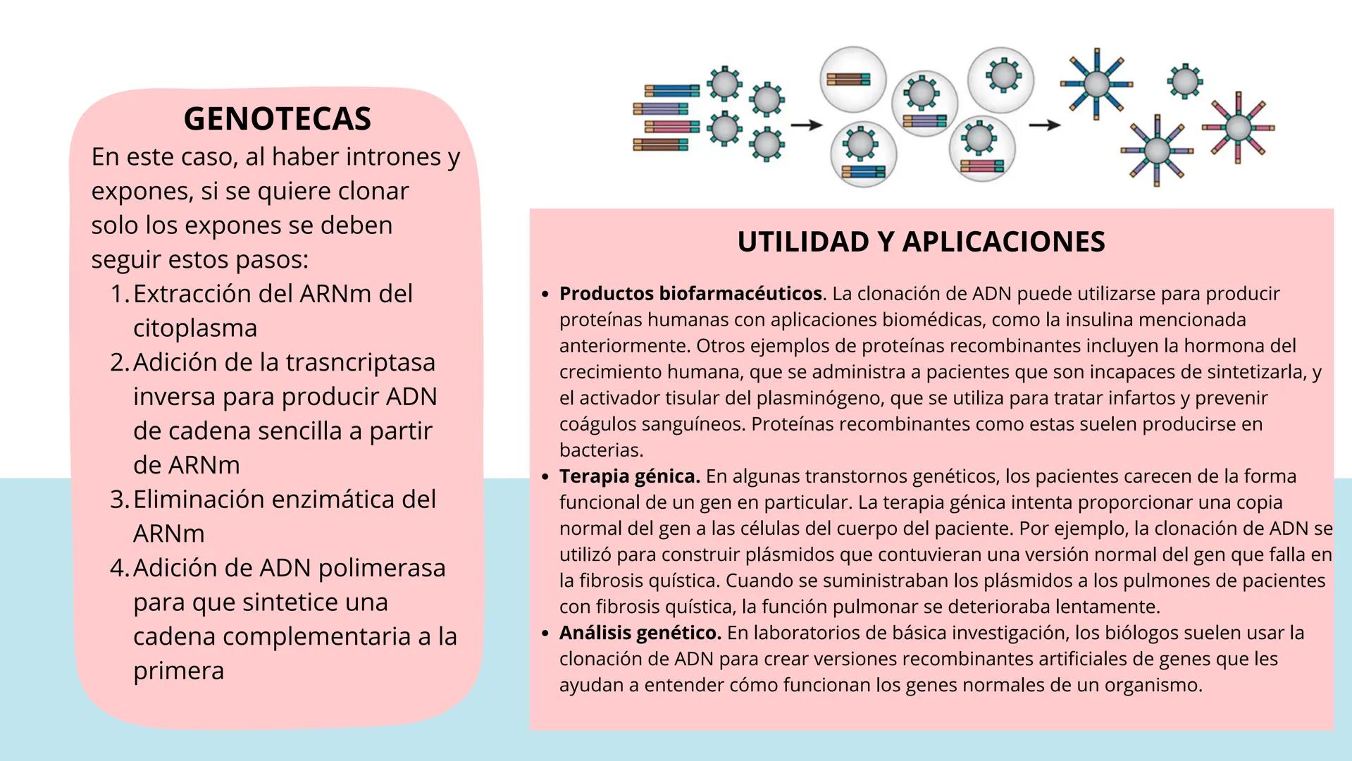 # TÉCNICAS DE
# BIOTECNOLOGÍA
Ángela Ros Pavia Introducción
01 ¿Qué es la biotecnología?
02 Clonación del ADN
03 PCR
04 Secuenciación del