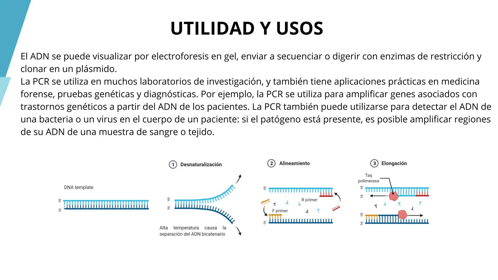 # TÉCNICAS DE
# BIOTECNOLOGÍA
Ángela Ros Pavia Introducción
01 ¿Qué es la biotecnología?
02 Clonación del ADN
03 PCR
04 Secuenciación del