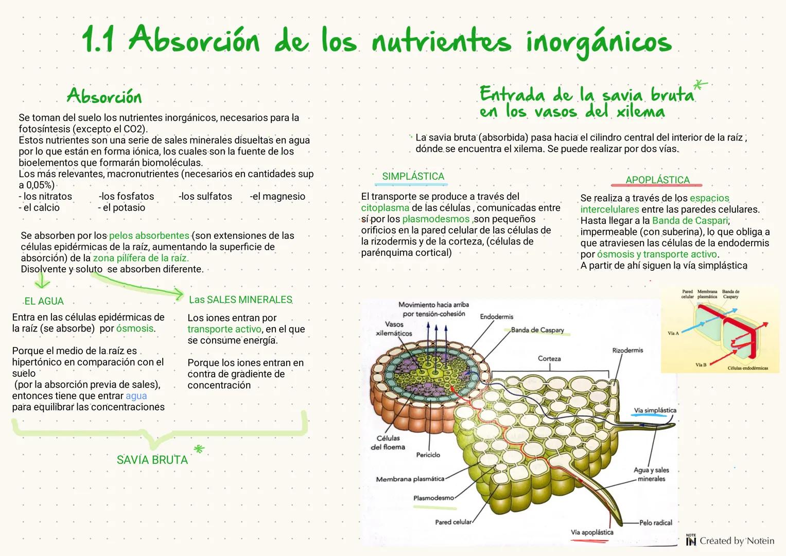 1.FUNCIÓN DE NUTRICIÓN
EN LAS PLANTAS
Las plantas son organismos autótrofós fotosintéticos, es decir que utilizan la energía solar para tran