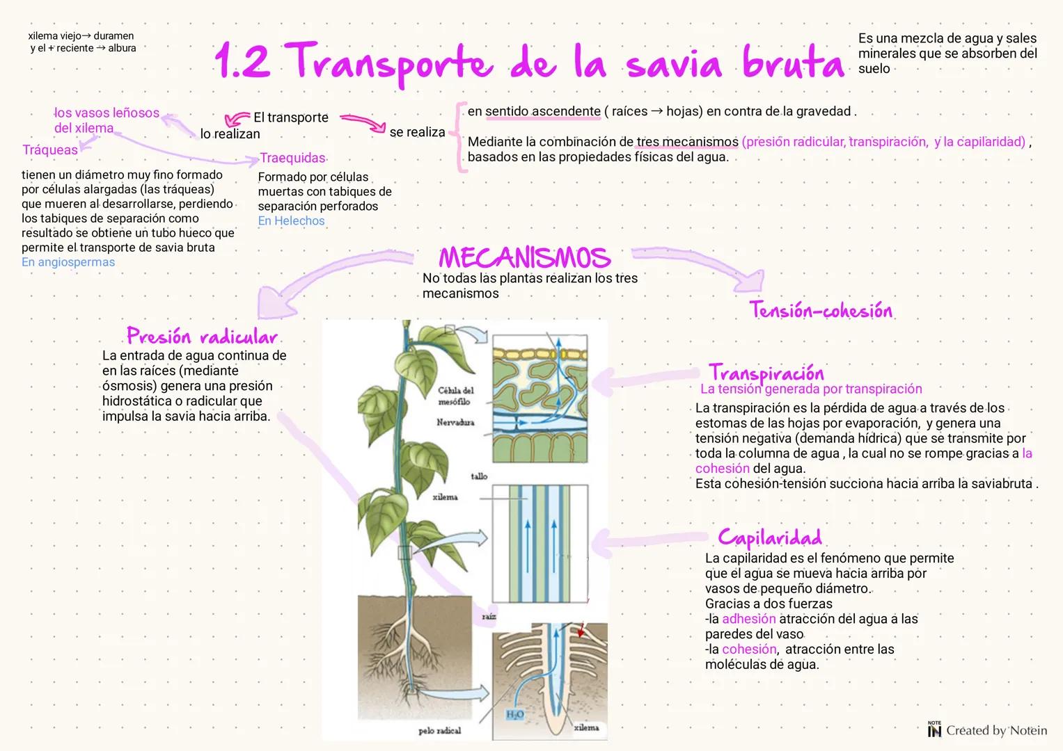 1.FUNCIÓN DE NUTRICIÓN
EN LAS PLANTAS
Las plantas son organismos autótrofós fotosintéticos, es decir que utilizan la energía solar para tran