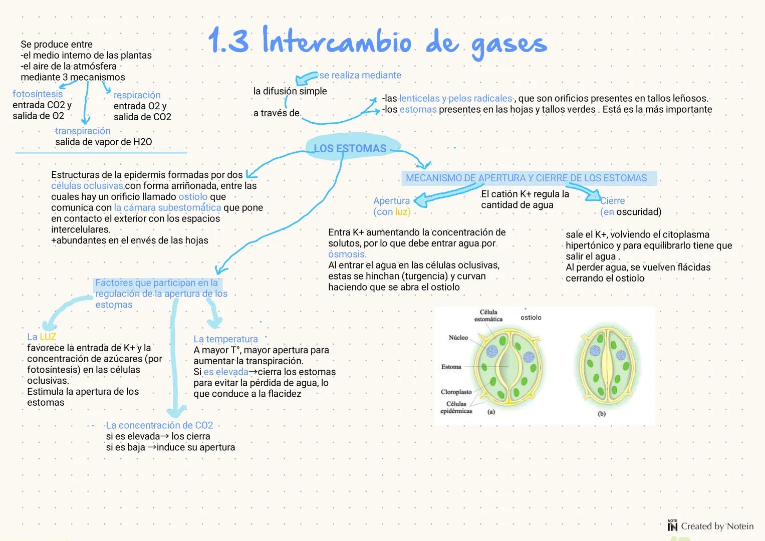 1.FUNCIÓN DE NUTRICIÓN
EN LAS PLANTAS
Las plantas son organismos autótrofós fotosintéticos, es decir que utilizan la energía solar para tran