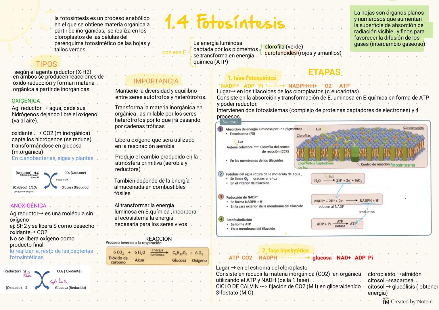 1.FUNCIÓN DE NUTRICIÓN
EN LAS PLANTAS
Las plantas son organismos autótrofós fotosintéticos, es decir que utilizan la energía solar para tran