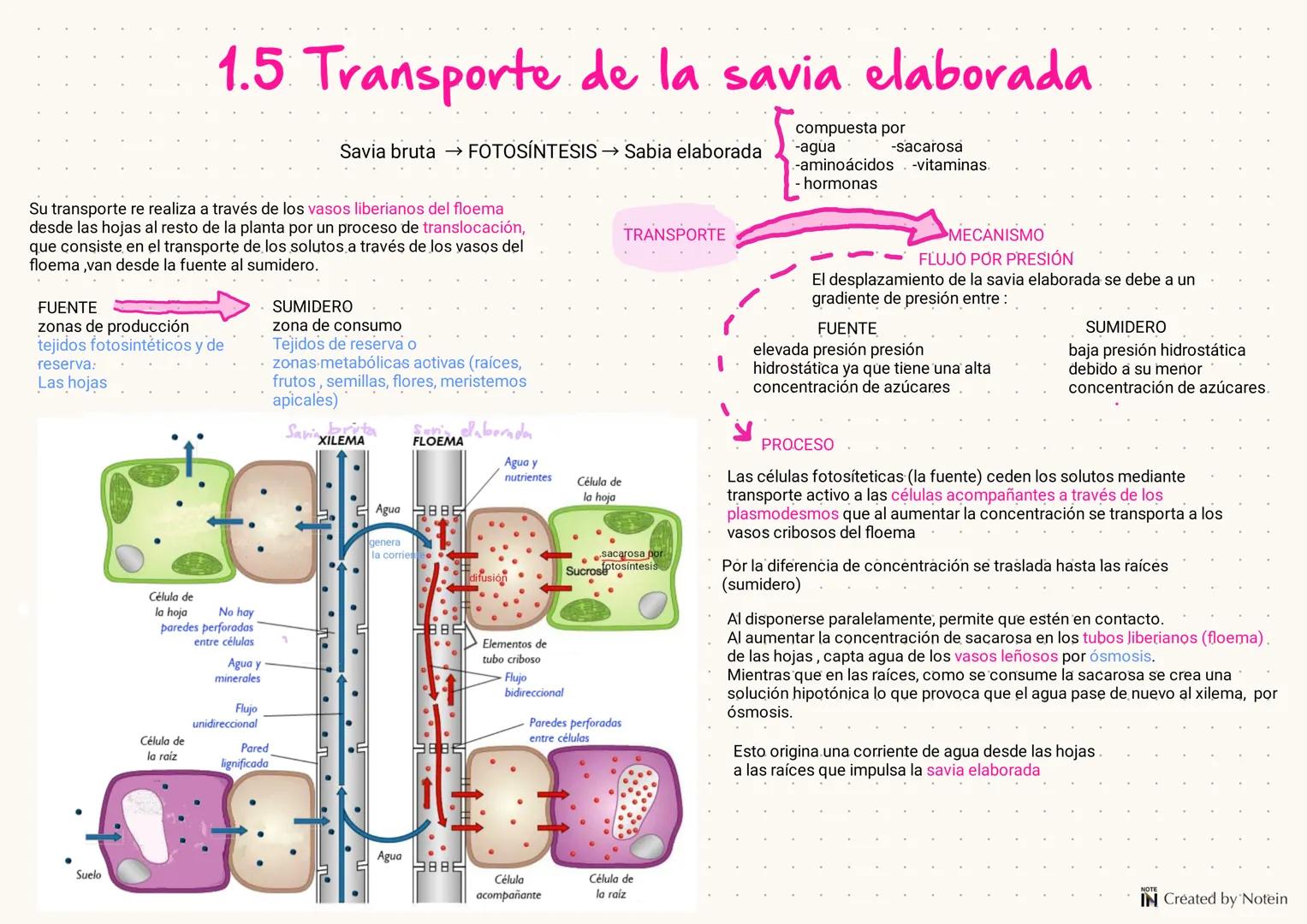 1.FUNCIÓN DE NUTRICIÓN
EN LAS PLANTAS
Las plantas son organismos autótrofós fotosintéticos, es decir que utilizan la energía solar para tran