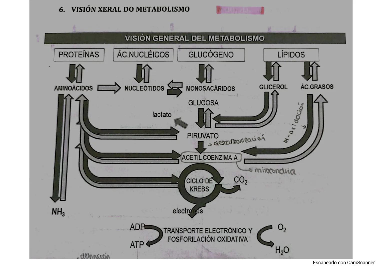 -Anabolismo: conj de reacciones químicas del metabolismo que simetizan moléculas
más complejas a partir de otras más sencillas
ncesita
tipos