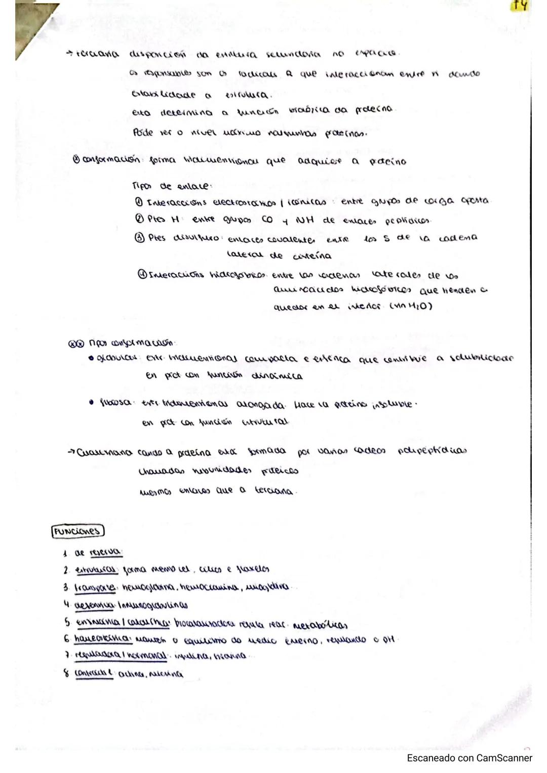 PROTEINAS
Biopolimeros formados por aminoacidos
formados por C,H,O,N,S,P
Son as macromoleculas organicas mais abundantes na materia viva.
AM