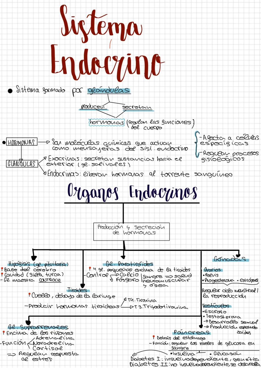 --- OCR Start ---
Sistema
Endocrino
• Sistema formado por glándulas
producen
secretan
hormonas (regulan las
del cuerpo
Sunciones)
HORMONAS
→