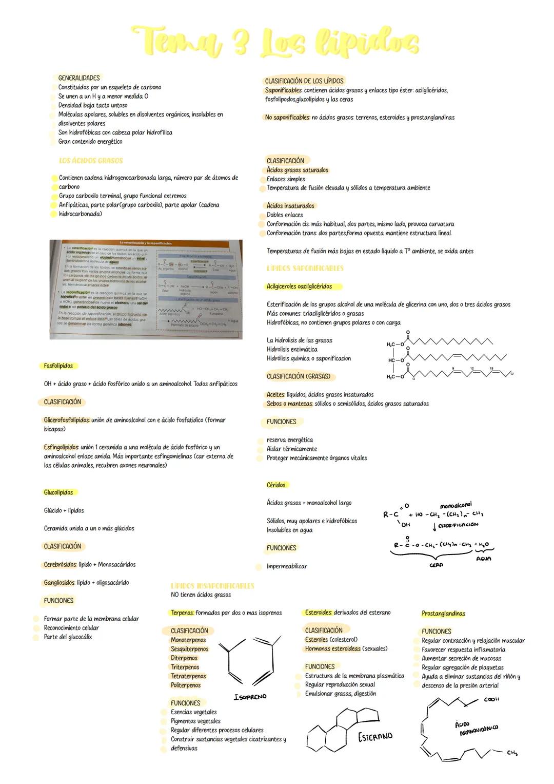 GENERALIDADES
Temy ? Les lipibs
Constituidos por un esqueleto de carbono
Se unen a un Hy a menor medida O
Densidad baja tacto untoso
Molécul