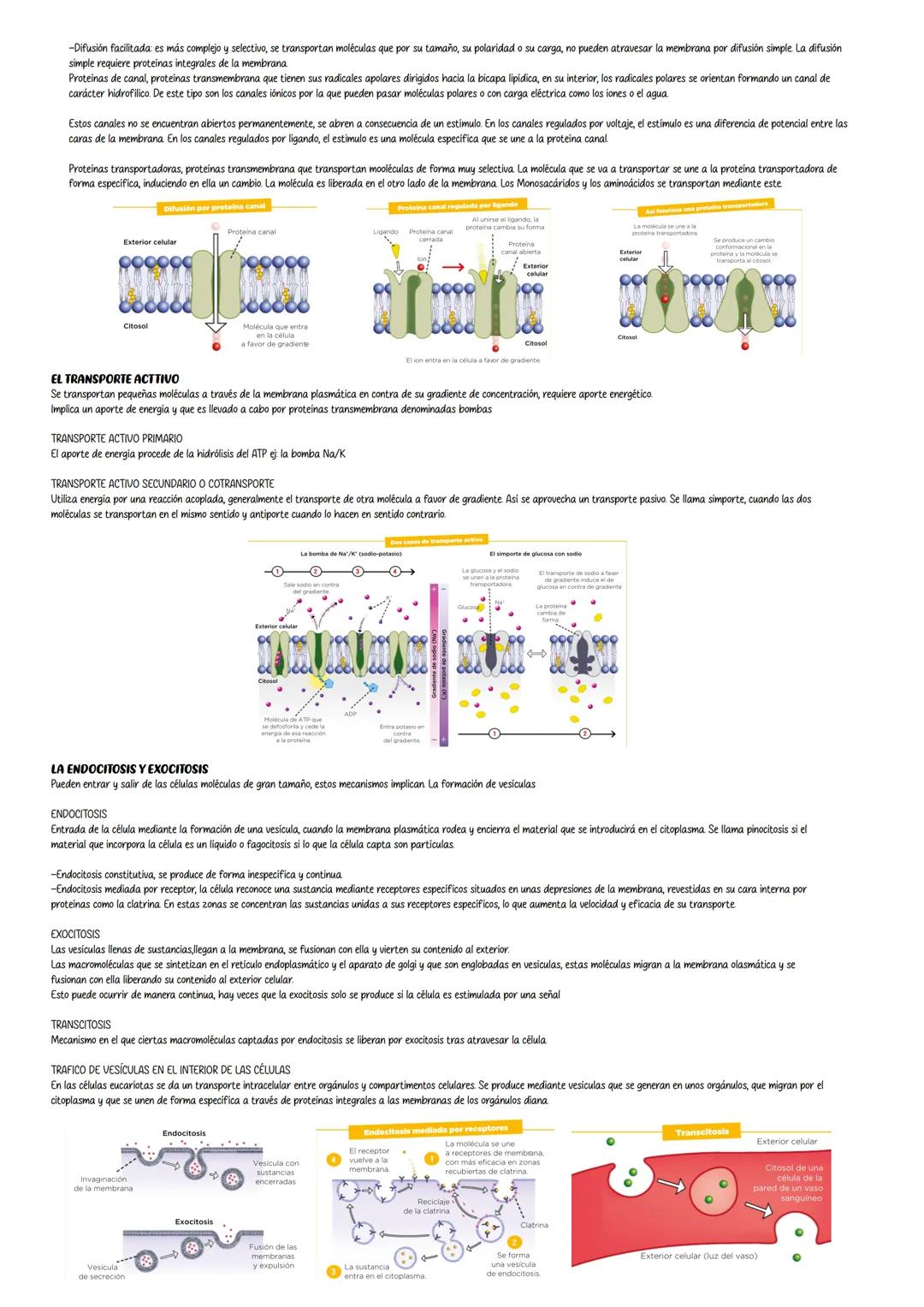 Tema 5 La estructura de la célula
LA TEORÍA CELULAR
La teoría celular afirma que la célula es la unidad estructural y funcional de todos los