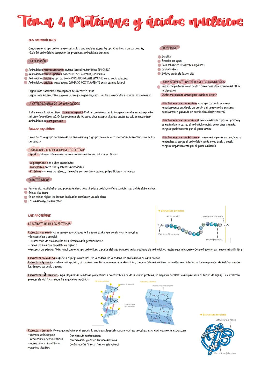 Tema 4 Proteinas y ácidos nucleicos
LOS AMINOÁCIDOS
Contienen un grupo amino, grupo carboxilo y una cadena lateral (grupo R) unidos a un car