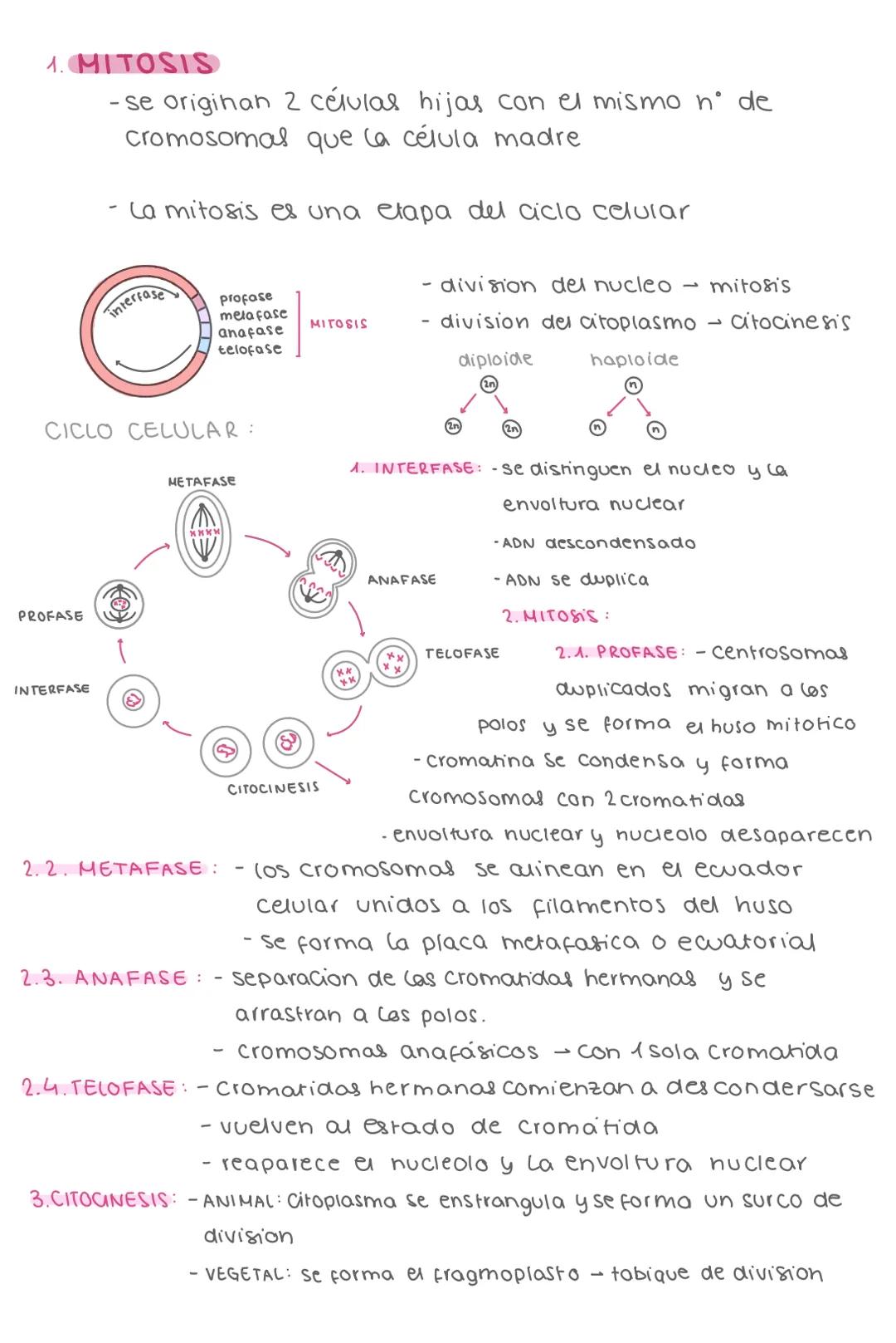1. MITOSIS
- se origihan 2 células hijas con el mismo n° de
cromosomal que la célula madre
- La mitosis es una etapa del ciclo celular
inter