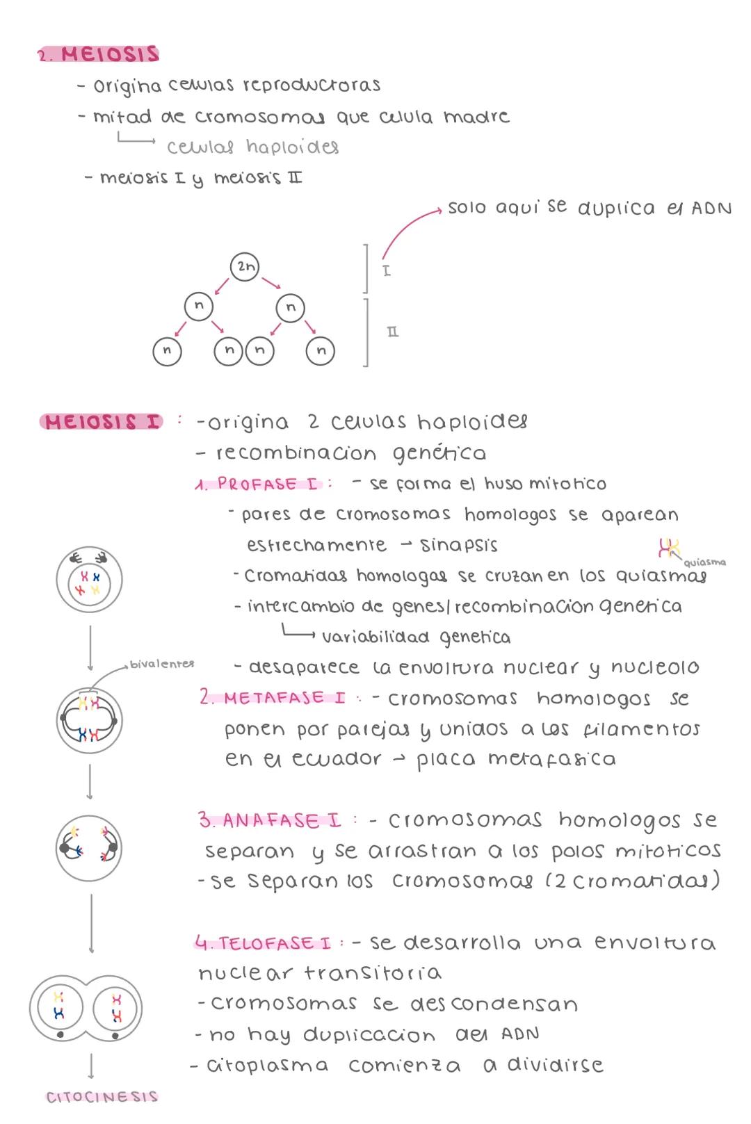 1. MITOSIS
- se origihan 2 células hijas con el mismo n° de
cromosomal que la célula madre
- La mitosis es una etapa del ciclo celular
inter