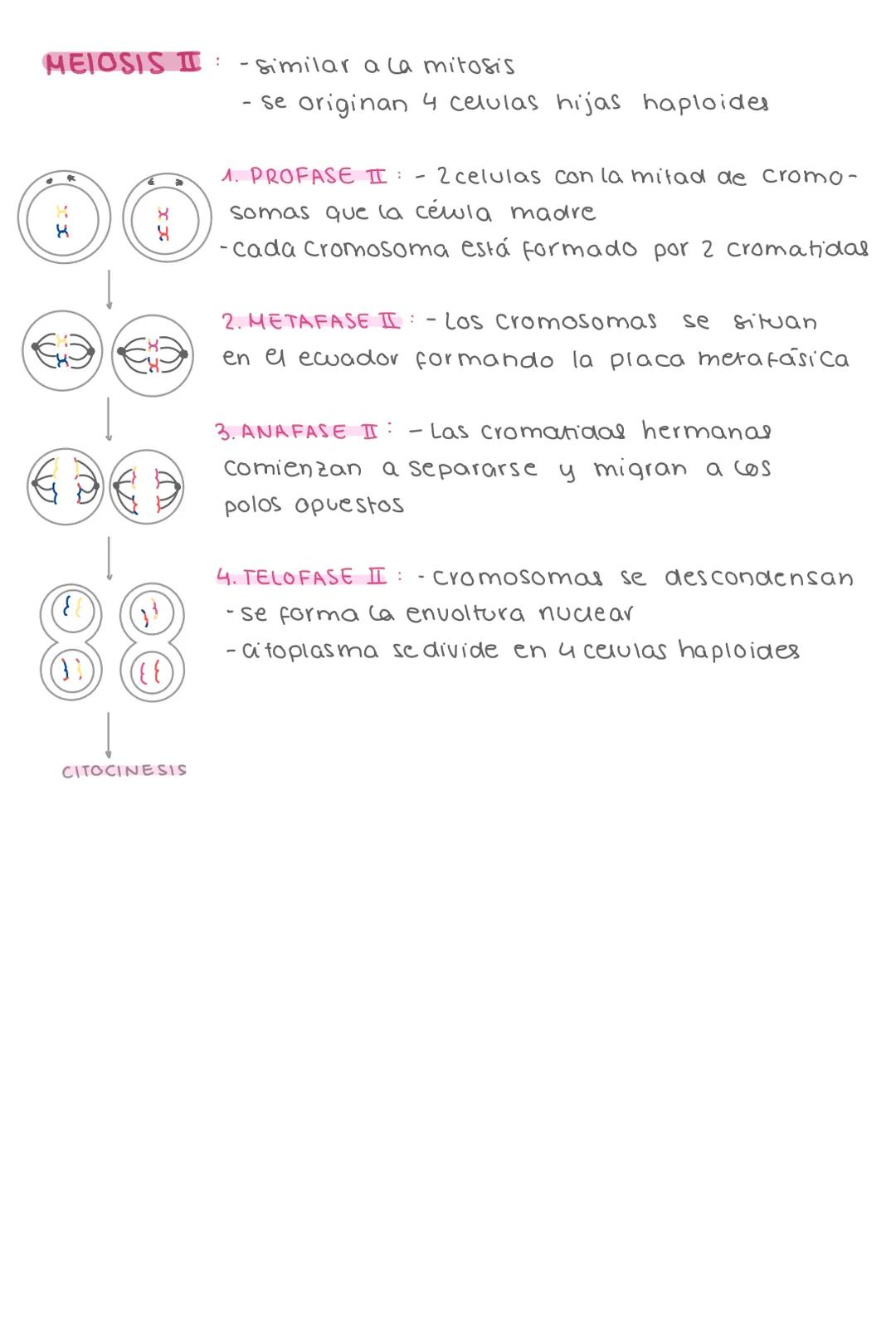 1. MITOSIS
- se origihan 2 células hijas con el mismo n° de
cromosomal que la célula madre
- La mitosis es una etapa del ciclo celular
inter