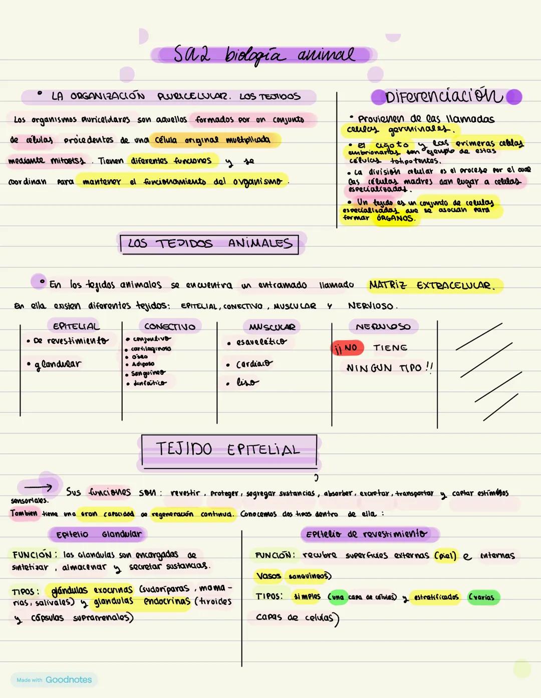 # HISTOLOGÍ
ANIMAL
Apuntes de 1 de bachillerato --- OCR Start ---
Sad biología animal
LA ORGANIZACIÓN PLURICELULAR. LOS TEJIDOS
Los organi