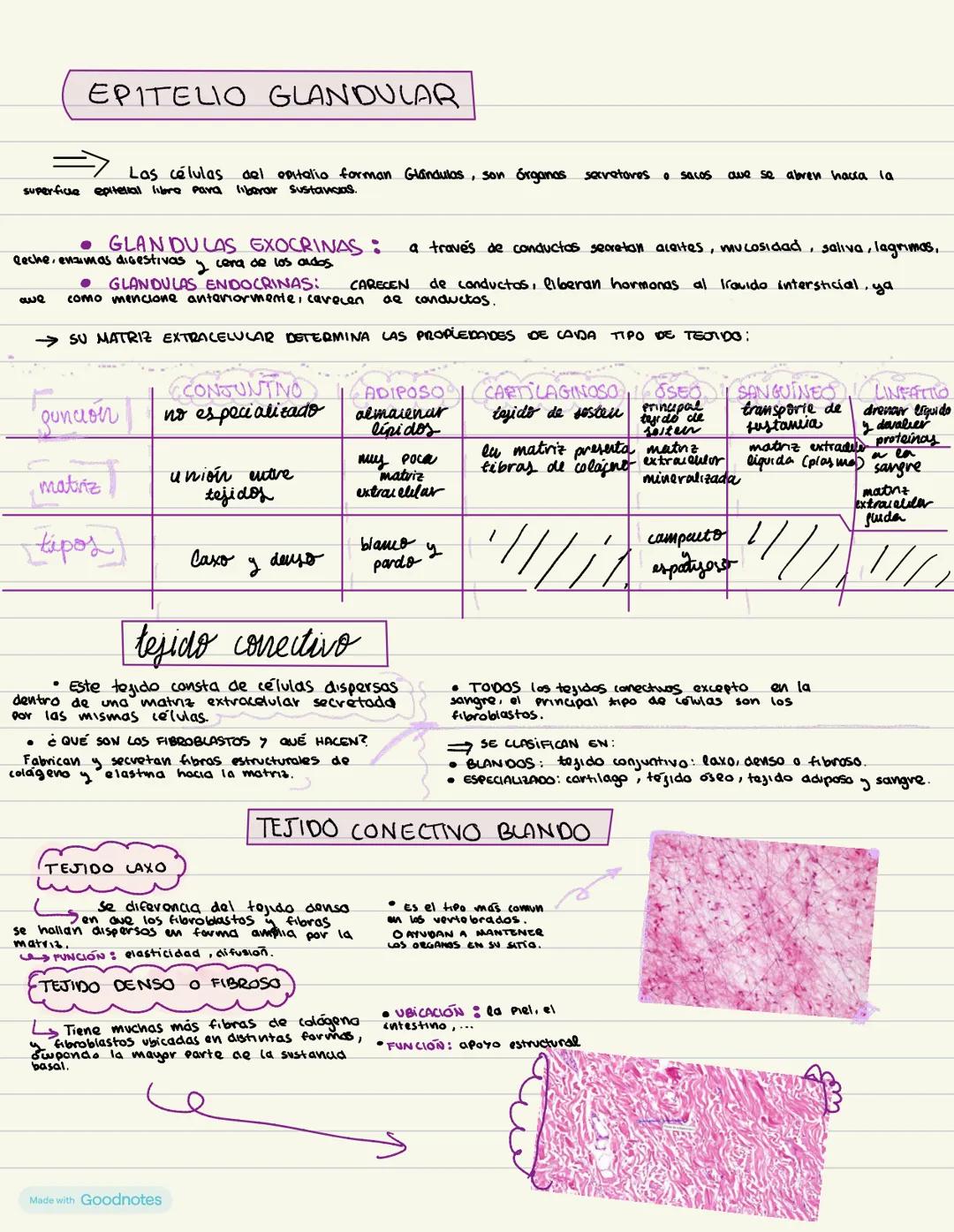 # HISTOLOGÍ
ANIMAL
Apuntes de 1 de bachillerato --- OCR Start ---
Sad biología animal
LA ORGANIZACIÓN PLURICELULAR. LOS TEJIDOS
Los organi