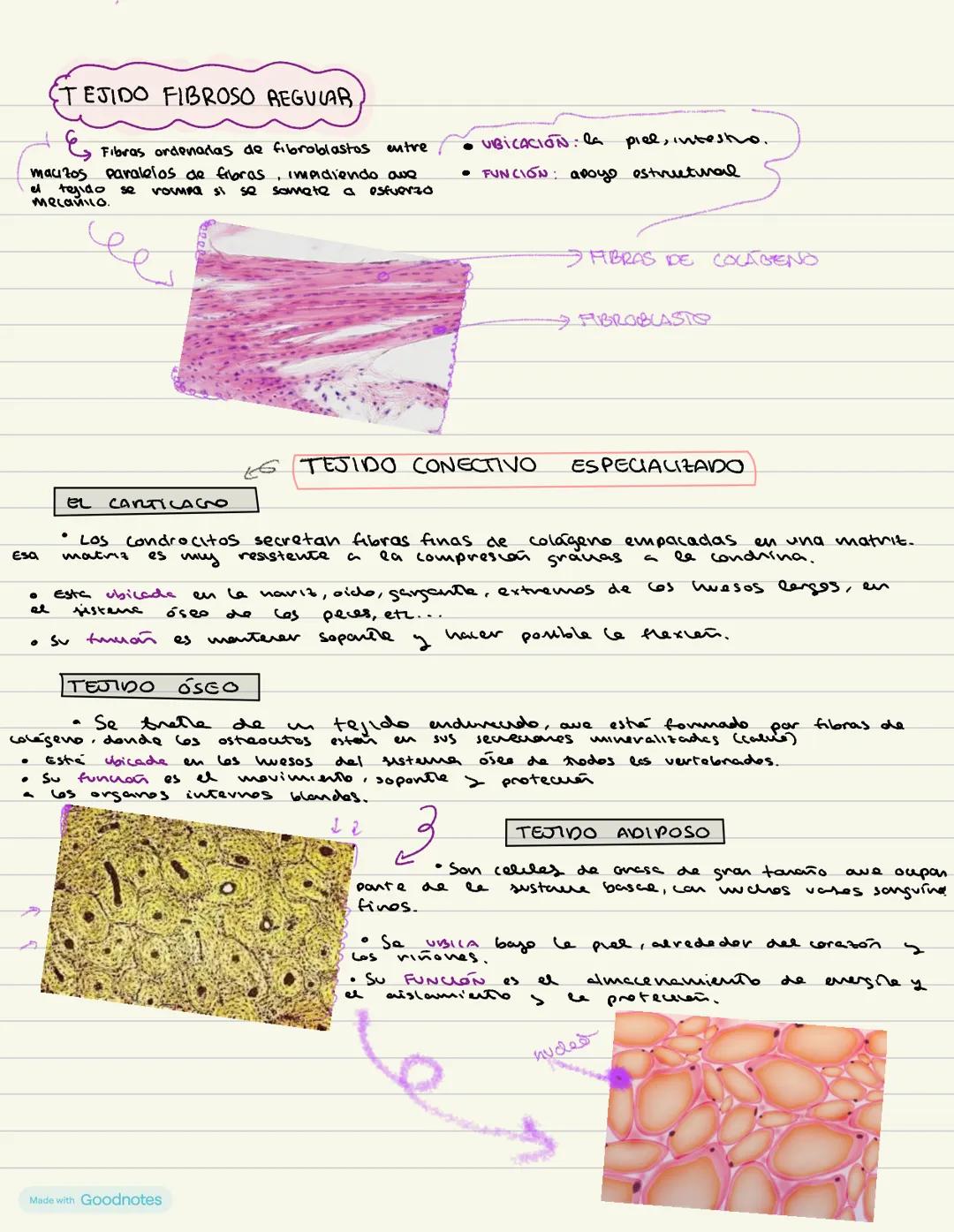 # HISTOLOGÍ
ANIMAL
Apuntes de 1 de bachillerato --- OCR Start ---
Sad biología animal
LA ORGANIZACIÓN PLURICELULAR. LOS TEJIDOS
Los organi
