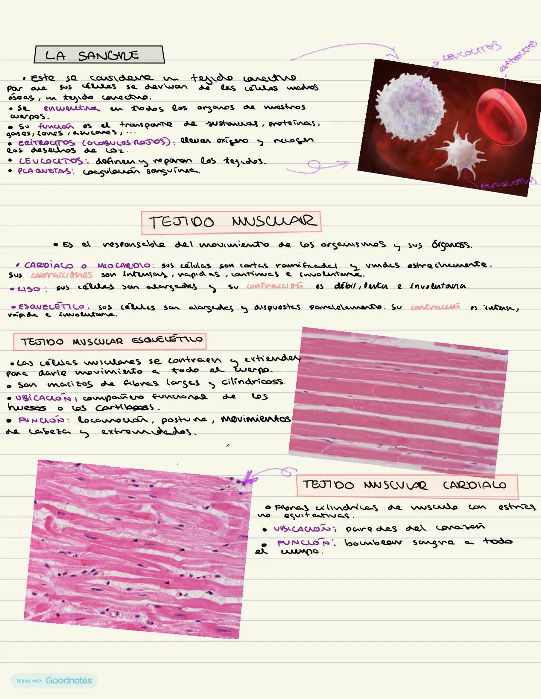 # HISTOLOGÍ
ANIMAL
Apuntes de 1 de bachillerato --- OCR Start ---
Sad biología animal
LA ORGANIZACIÓN PLURICELULAR. LOS TEJIDOS
Los organi