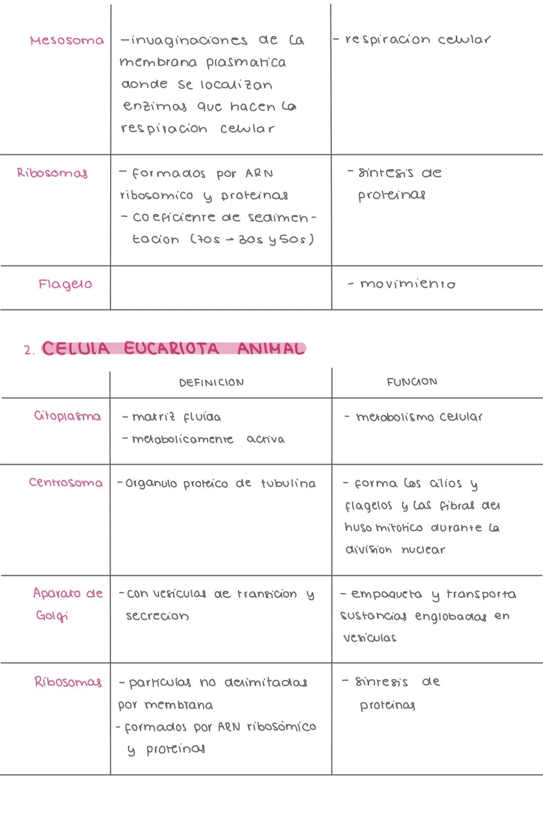 4. CELULA PROCARIOTA
ORGANULO
DEFINICION
FUNCION
Cápsula
adherida a la pared
celular
adherencia, pijacion y
resistencia
envolturo
formado po