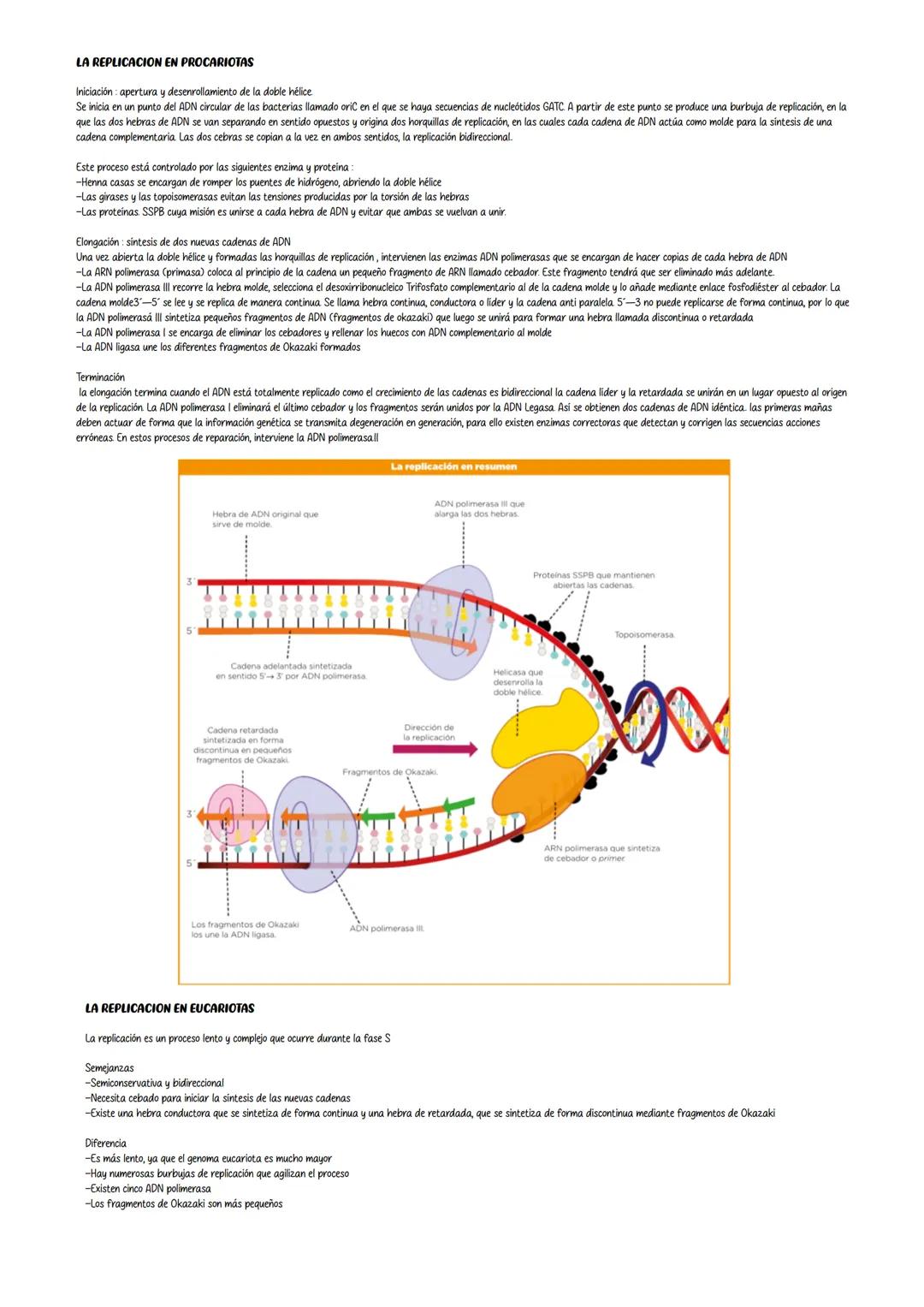 ELARN
Tema 10 Genética Molecular
Es un polimero lineal, formado por cuatro tipos de ribonucleótido, nucleótidos que contienen como pentosa l