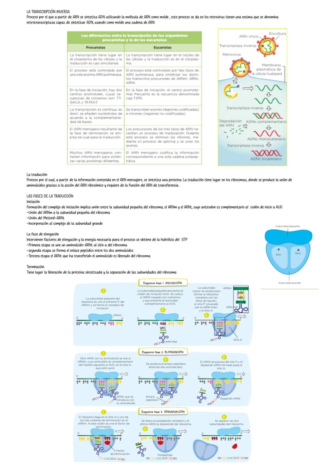 ELARN
Tema 10 Genética Molecular
Es un polimero lineal, formado por cuatro tipos de ribonucleótido, nucleótidos que contienen como pentosa l