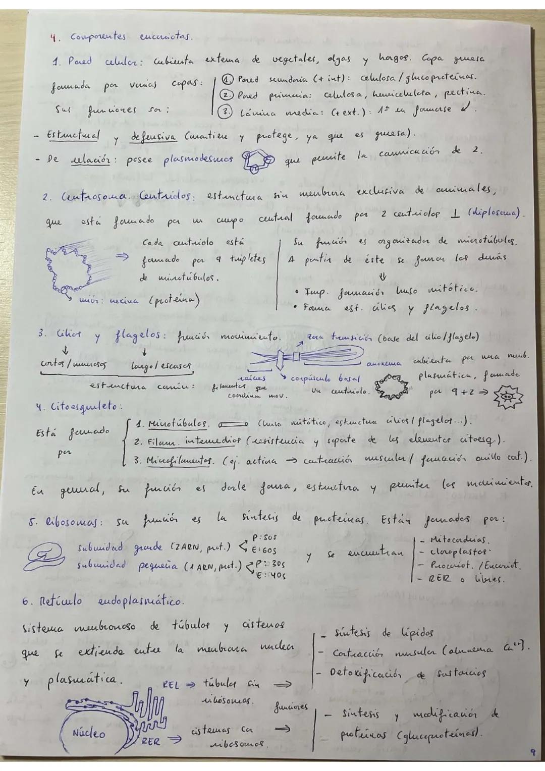 ## RESÚMENES PAU BIOLOGÍA.
## BLOQUE 1: Bioquímica.
1. **Bioelementos:** son elementos químicos que forman parte de la materia viva.
La un