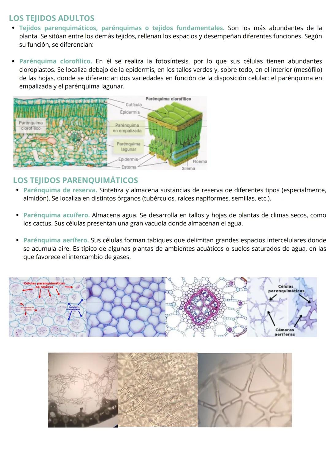 HISTOLOGÍA VEGETAL Y ANIMAL
Las células que constituyen el cuerpo de la mayor parte de los organismos pluricelulares con un alto grado
de co
