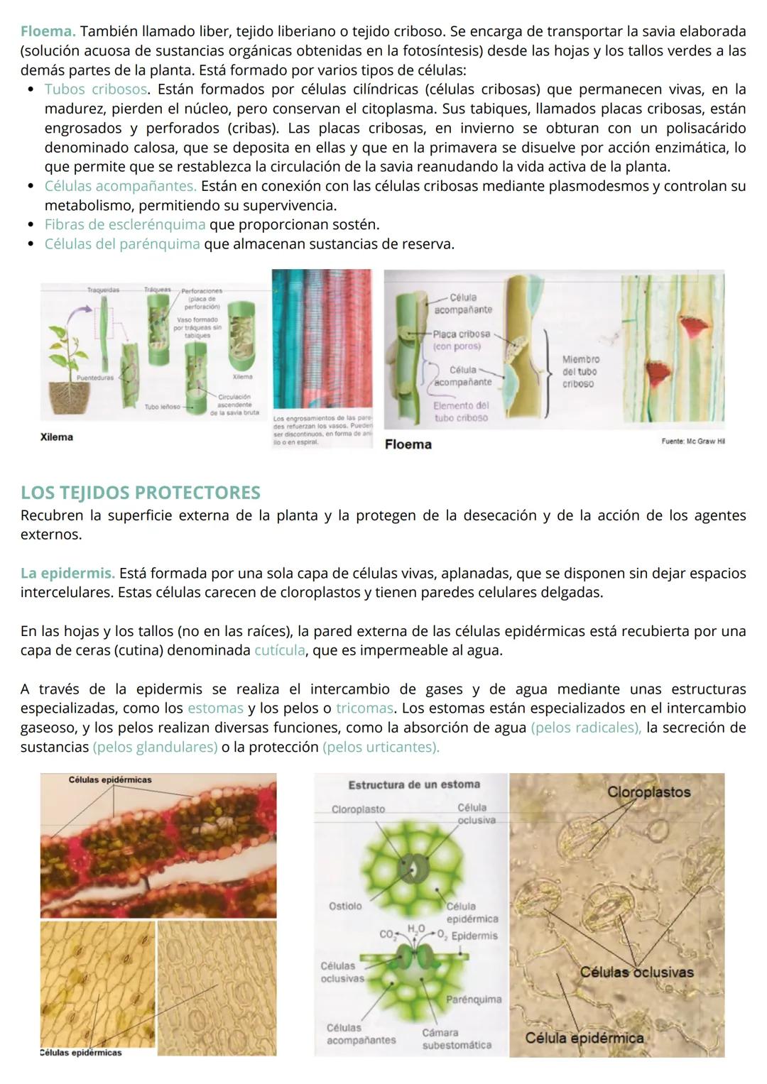 HISTOLOGÍA VEGETAL Y ANIMAL
Las células que constituyen el cuerpo de la mayor parte de los organismos pluricelulares con un alto grado
de co