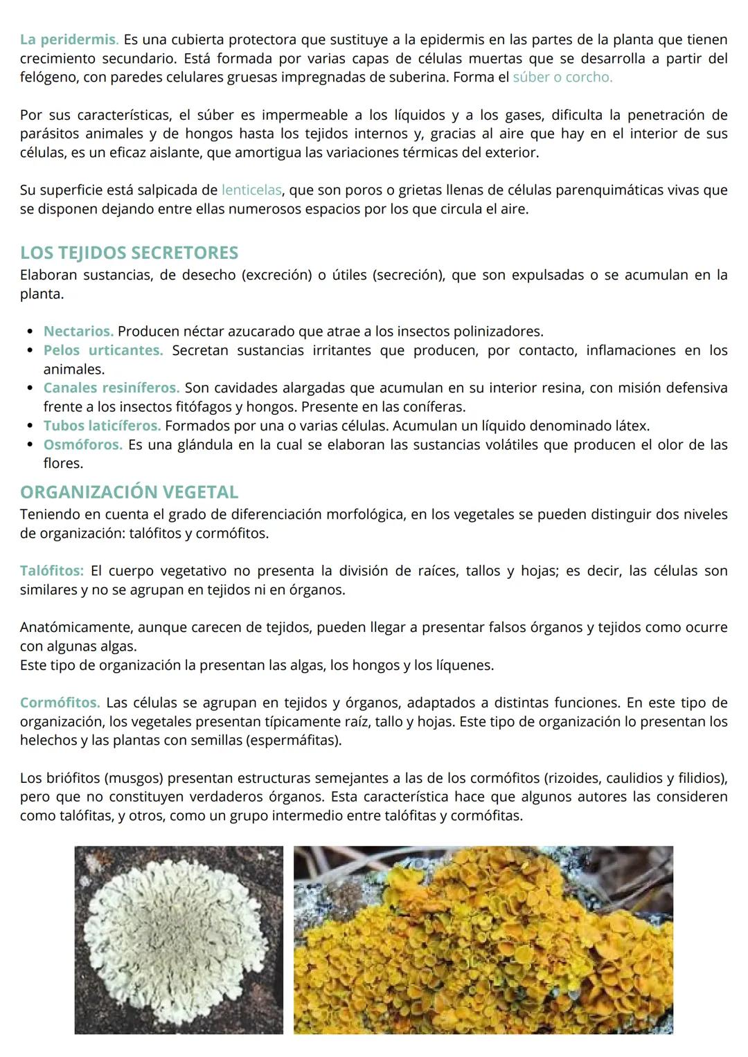 HISTOLOGÍA VEGETAL Y ANIMAL
Las células que constituyen el cuerpo de la mayor parte de los organismos pluricelulares con un alto grado
de co