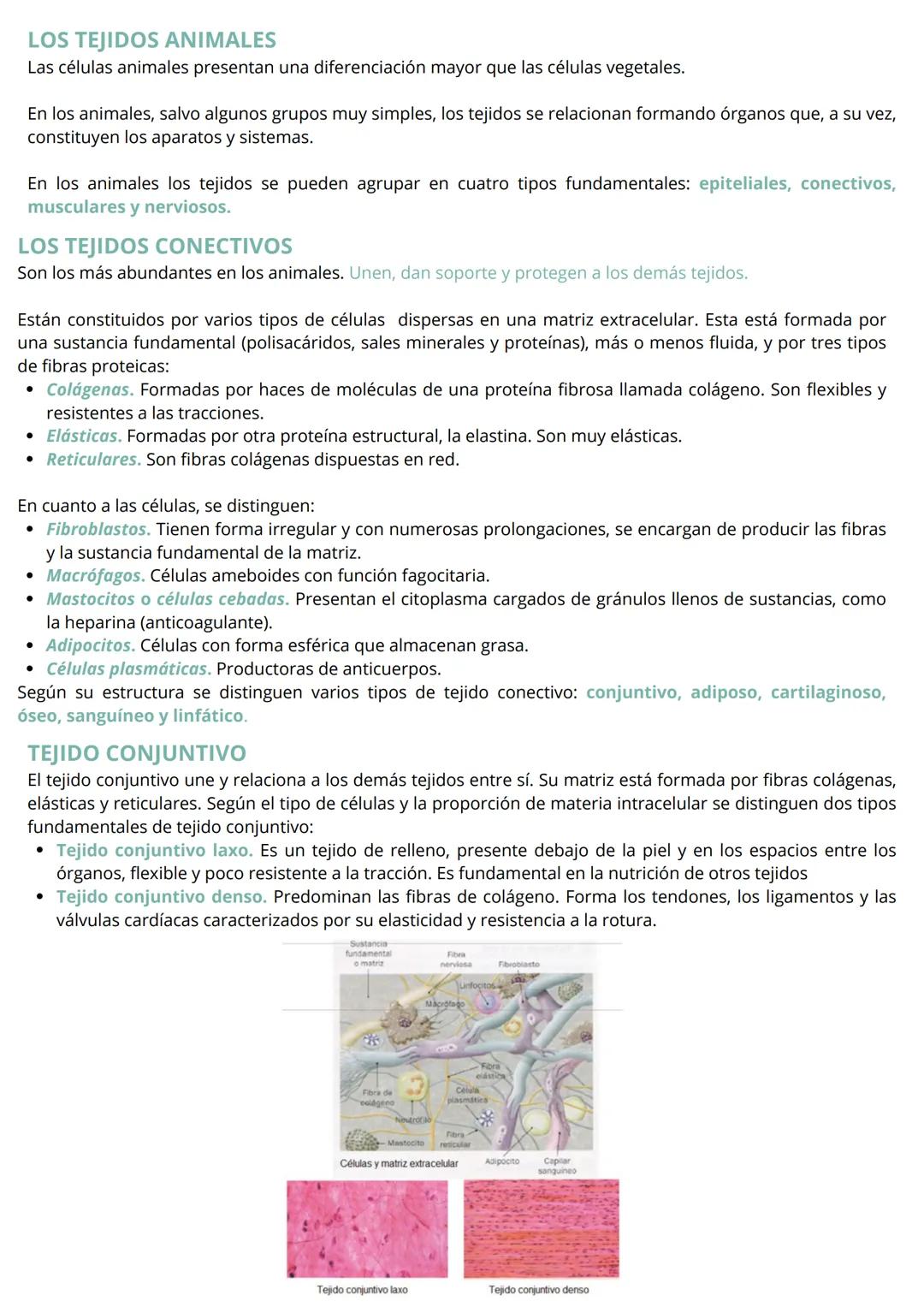 HISTOLOGÍA VEGETAL Y ANIMAL
Las células que constituyen el cuerpo de la mayor parte de los organismos pluricelulares con un alto grado
de co