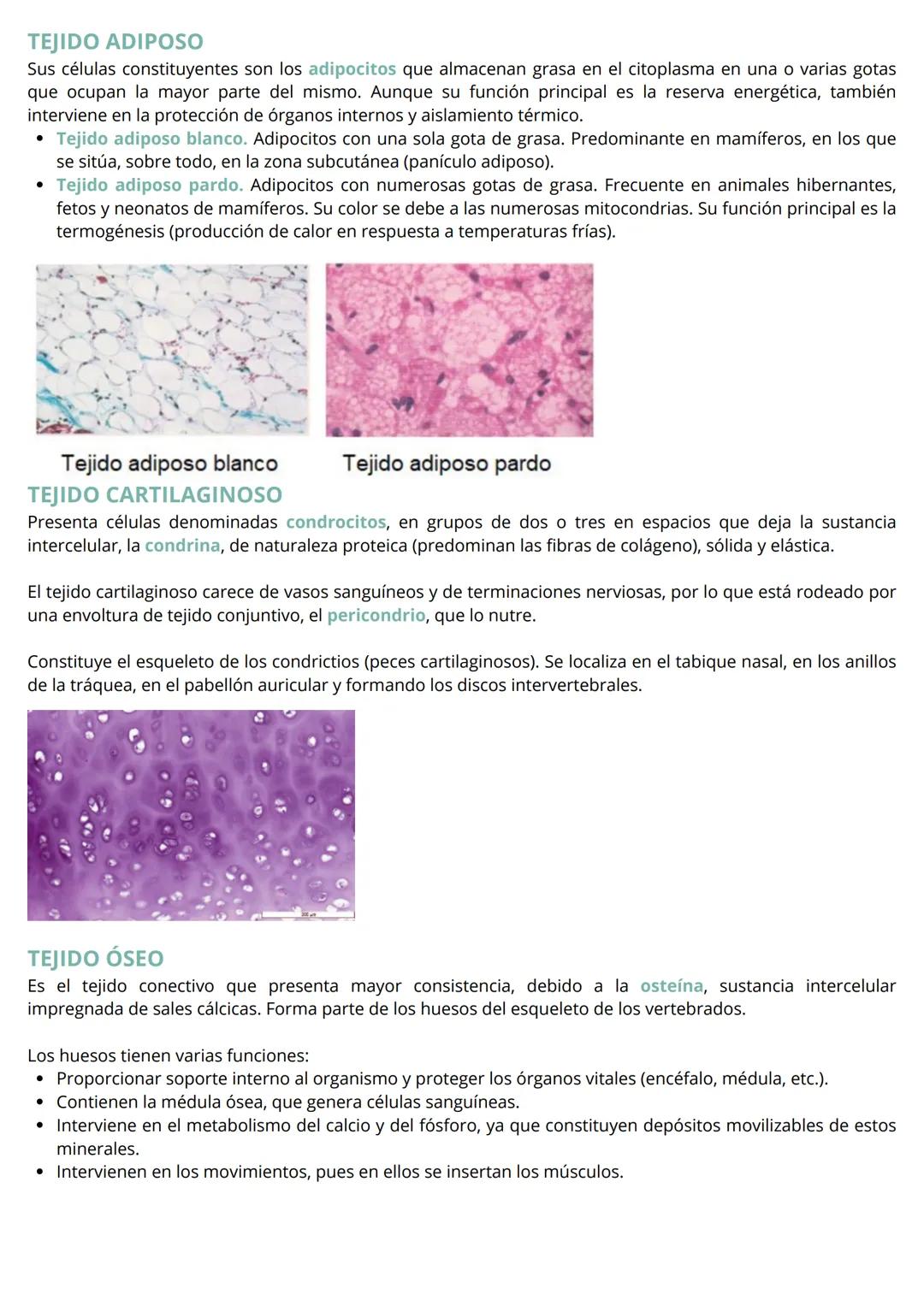 HISTOLOGÍA VEGETAL Y ANIMAL
Las células que constituyen el cuerpo de la mayor parte de los organismos pluricelulares con un alto grado
de co