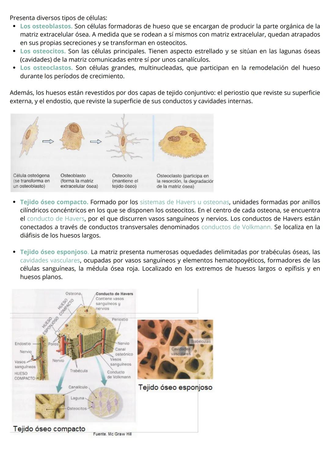 HISTOLOGÍA VEGETAL Y ANIMAL
Las células que constituyen el cuerpo de la mayor parte de los organismos pluricelulares con un alto grado
de co