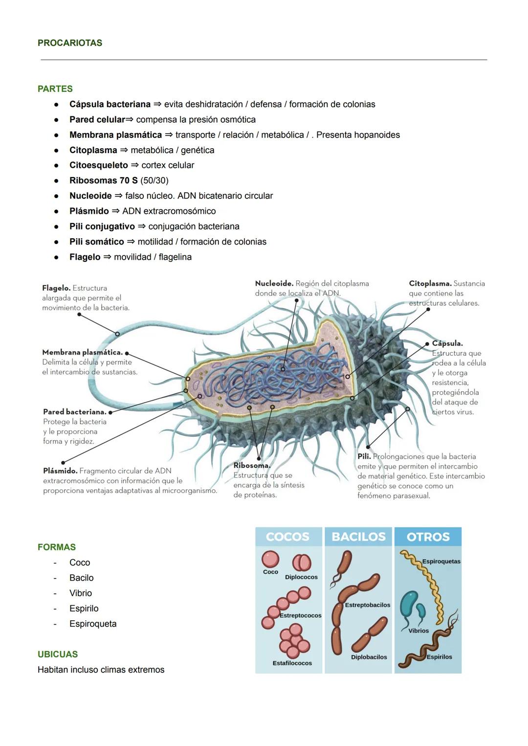 BIOLOGÍA CELULAR
MICROSCOPÍA ÓPTICA
- Hasta 2000 aumentos
- solo se ve el núcleo
MICROSCOPÍA ELECTRÓNICA
- 1M aumentos
- se ven orgánulos, v