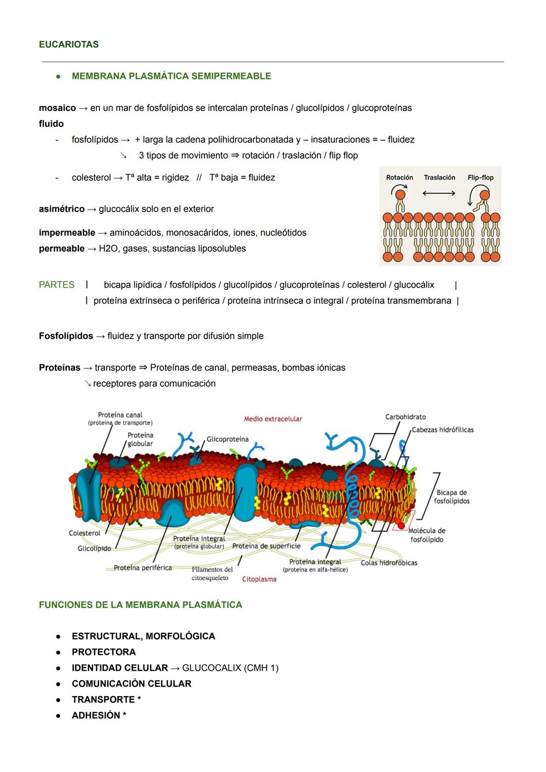 BIOLOGÍA CELULAR
MICROSCOPÍA ÓPTICA
- Hasta 2000 aumentos
- solo se ve el núcleo
MICROSCOPÍA ELECTRÓNICA
- 1M aumentos
- se ven orgánulos, v