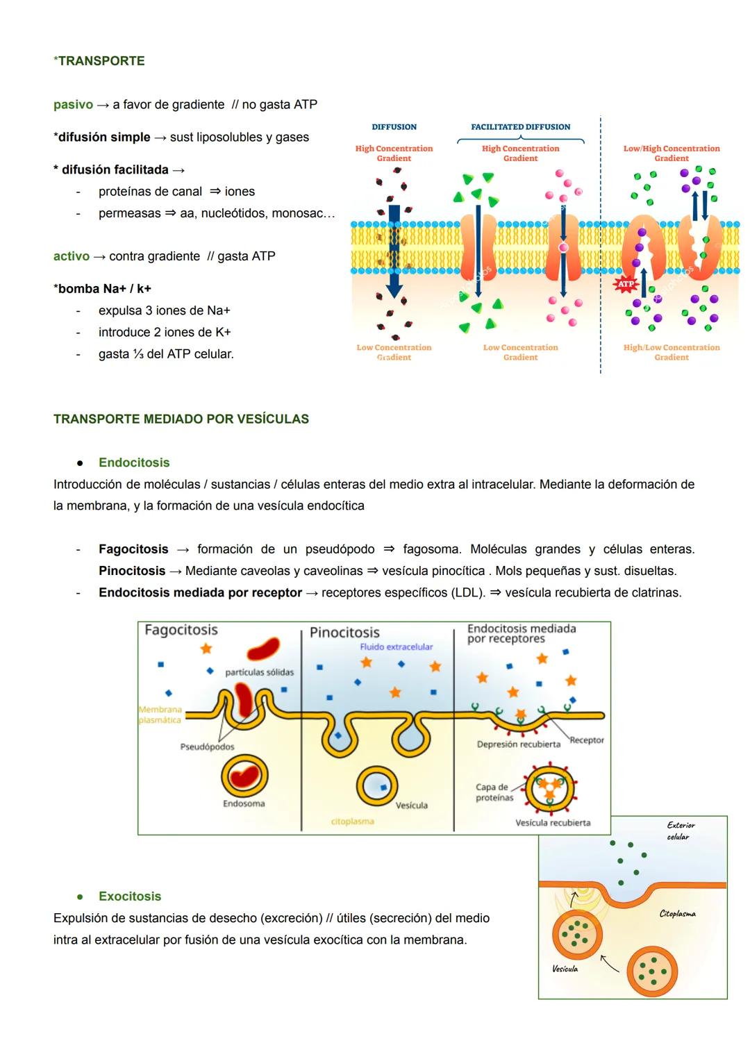 BIOLOGÍA CELULAR
MICROSCOPÍA ÓPTICA
- Hasta 2000 aumentos
- solo se ve el núcleo
MICROSCOPÍA ELECTRÓNICA
- 1M aumentos
- se ven orgánulos, v