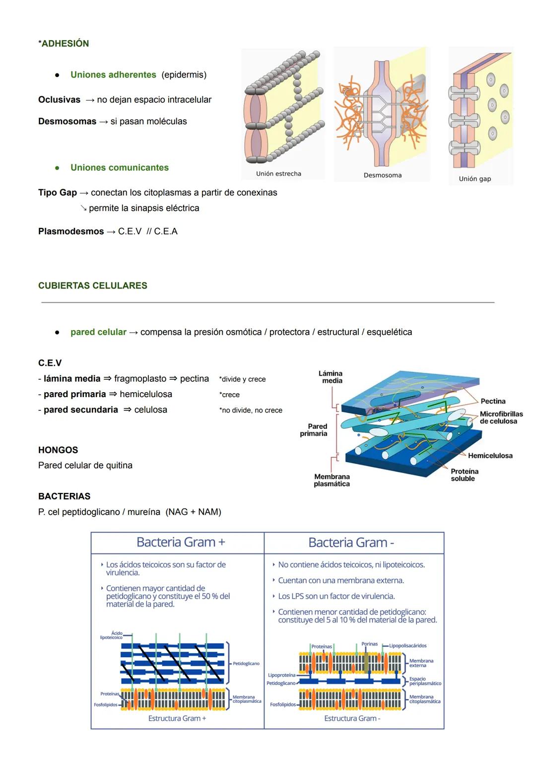 BIOLOGÍA CELULAR
MICROSCOPÍA ÓPTICA
- Hasta 2000 aumentos
- solo se ve el núcleo
MICROSCOPÍA ELECTRÓNICA
- 1M aumentos
- se ven orgánulos, v