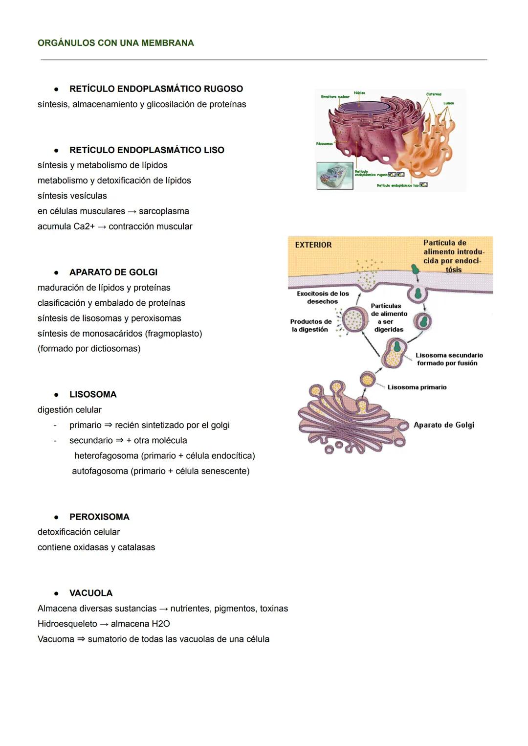 BIOLOGÍA CELULAR
MICROSCOPÍA ÓPTICA
- Hasta 2000 aumentos
- solo se ve el núcleo
MICROSCOPÍA ELECTRÓNICA
- 1M aumentos
- se ven orgánulos, v