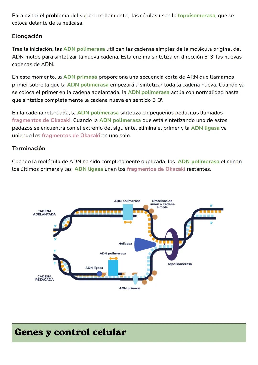 --- OCR Start ---
Examen
Biología
Replicación del ADN
Genes y control del ADN
ADN vs ARN
Transcripción y traducción
Mutaciones
Replicación d
