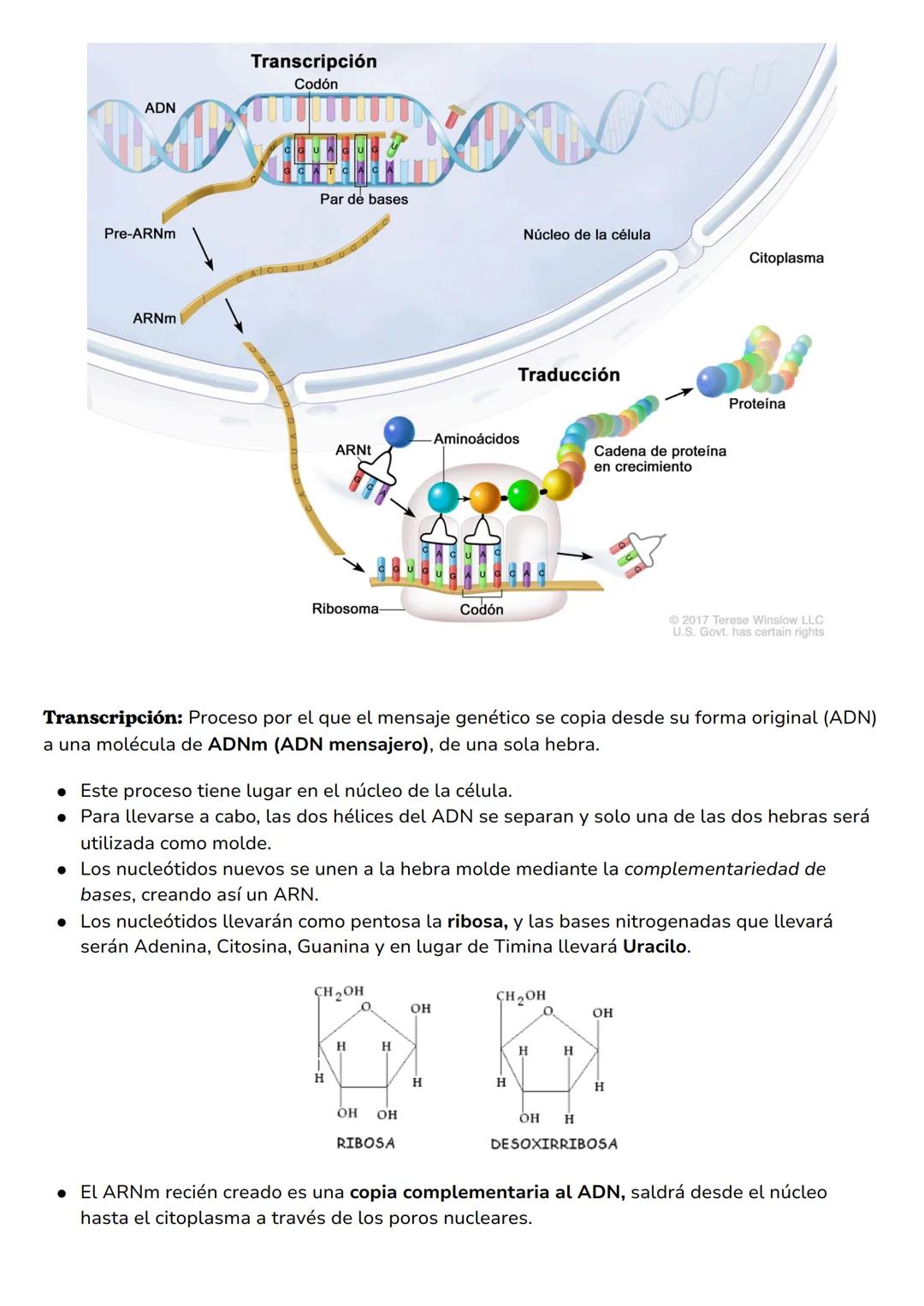 --- OCR Start ---
Examen
Biología
Replicación del ADN
Genes y control del ADN
ADN vs ARN
Transcripción y traducción
Mutaciones
Replicación d